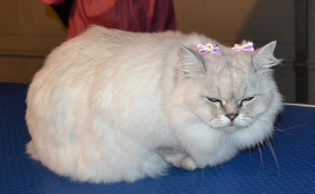 After – Flora is a Australian Tiffanie breed. She came in for a fur raking, wash n blowdry, nails clipped and some Softpaw nail caps. Pampered by Kylies Cat Grooming Services Also All Size Dogs.