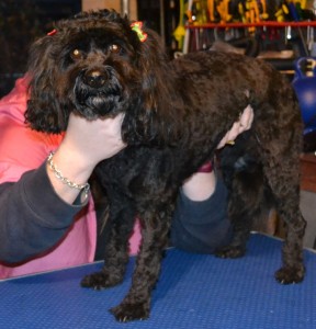 Bella is a Cavoodle, pampered by Kylies Cat Grooming Services Also All Size Dogs