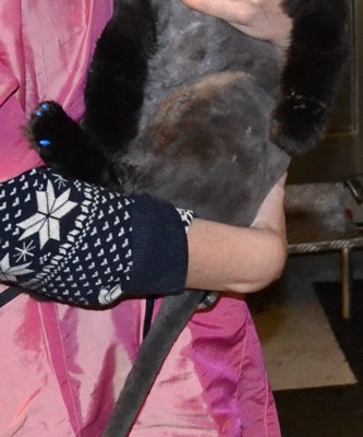Pepa is a Ragdoll x Russian Blue breed, wearing Blue Softpaw nail Caps. Pampered by Kylies Cat Grooming Services Also All Size Dogs.