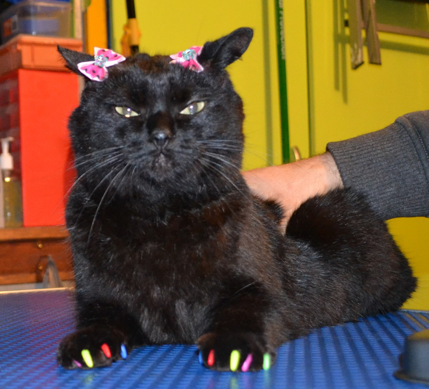 Salem is a short hair domestic who came in for a good brush out, wash n blow dry, nail clipping and some colorful Softpaw nail Caps. Pampered by Kylies Cat Grooming Services Also All Size Dogs.