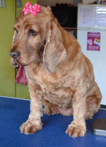 Kiara is a Cocker Spaniel, pampered by Kylies Cat Grooming Services Also All Size Dogs