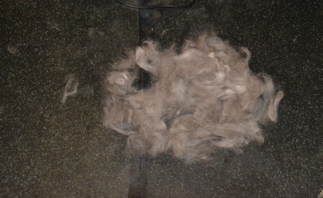 Erick the Norweigan Forest cat came in for a fur rake. Pampered by Kylies Cat Grooming services Also All Size Dogs.