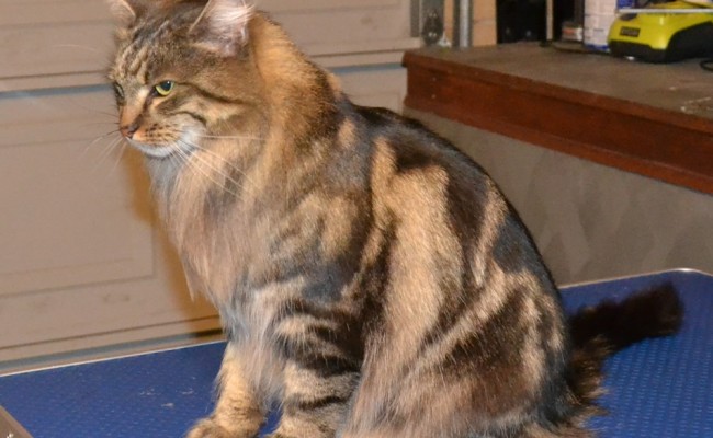 After – Magic is a Norwegian Forest Cat who came in for a fur raking and nails clipped. Pampered by Kylies Cat Grooming Services Also All Size Dogs.