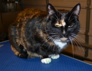 Mop is a Domestic Tortoise Shell who is now wearing some lovely Green Softpaw nail caps. Pampered by Kylies Cat Grooming Services Also All Size Dogs.