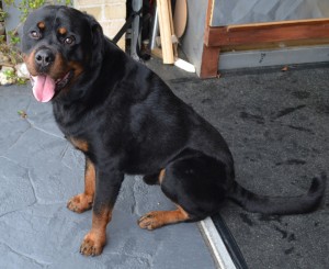 After - Bronx is a 18mth old Rottweiler, pampered by Kylies Cat Grooming Services Also All Size Dogs
