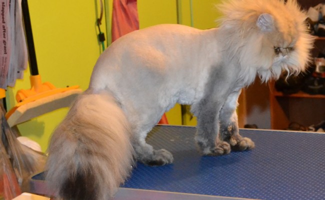Luigi is a 9 month old Chinchilla Persian. Pampered by Kylies cat Grooming Services Also All Size Dogs.