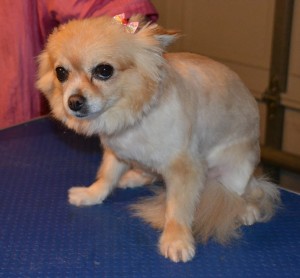 Julie the Long Hair Chihauhau, pampered by Kylies Cat Grooming Services Also All Size Dogs.