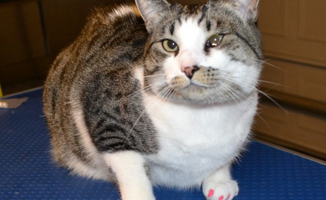 Bucket is a Domestic White/Grey Tabby who came in for some Hot Pink Softpaw Nail Caps. Pampered by Kylies Cat Grooming Services Also All Size Dogs.