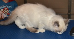 Before - Voltaire is a 4 month old Ragdoll who had his fur raked, nails clipped, ears and eyes cleaned and the hair around his bottom and feet pads clipped. Pampered by Kylies Cat Grooming Services Also All Size Dogs.