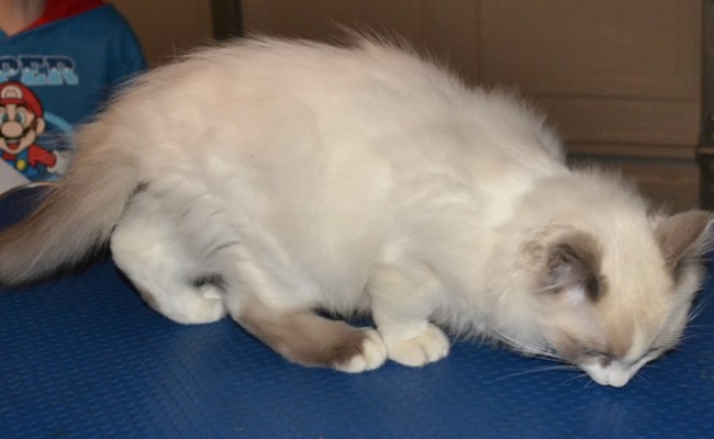 Before – Voltaire is a 4 month old Ragdoll who had his fur raked, nails clipped, ears and eyes cleaned and the hair around his bottom and feet pads clipped. Pampered by Kylies Cat Grooming Services Also All Size Dogs.