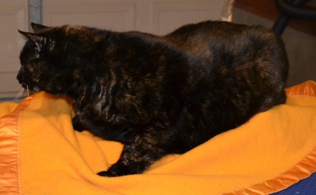 Before – Tiga the Short hair Tortoise Shell who had fur raking, nails clipped, ear cleaning and wash n blowdry. Pampered by Kylies Cat Grooming services Also All Size Dogs.