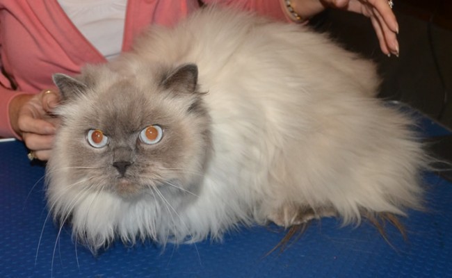 Zara is a Himalayan Ragdoll. She came in for her matted fur clip, ears cleaned and nails clipped. Pampered by Kylies Cat Grooming Services Also All Size Dogs.