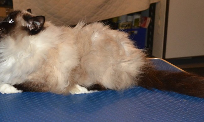 Kandi is a Birman. She came in today for her full groom. Pampered by Kylies Cat Grooming Services Also All Size Dogs.