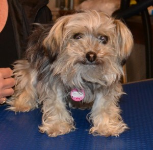 Tinkerbell is a 3 year old Chihuahua x Silky Terrier with a winter clip. Pampered by Kylies Cat Grooming Services Also All Size Dogs.