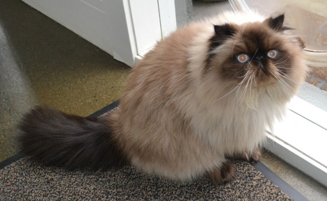 Chi Chi is a Himalayan Breed. Pampered by Kylies Cat Grooming Services Also All Size Dogs