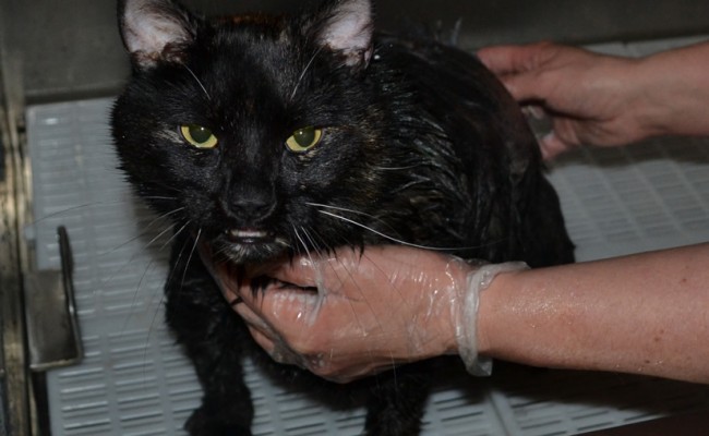 Bath time – Tiga the Short hair Tortoise Shell who had fur raking, nails clipped, ear cleaning and wash n blowdry. Pampered by Kylies Cat Grooming services Also All Size Dogs.