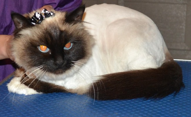 Kandi is a Birman. She came in today for her full groom. Pampered by Kylies Cat Grooming Services Also All Size Dogs.
