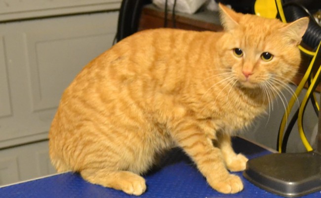 Before – Kaya is a Short Hair Domestic Breed. he came in for a Wash n Blowdry and nails trimmed. Pampered by Kylies Cat Grooming Services Also All Size Dogs