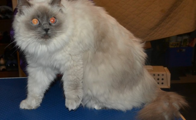 Coco is a Ragdoll breed. She had her fur shaved, nails clipped, flea wash n blow-dry, 1 month flea applicator and ears cleaned.  Pampered by Kylies Cat Grooming Services Also All Size Dogs