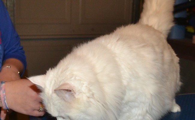 Roxy is a Medium Hair Domestic with a thick coat. She had a shave, her nails clipped and Glitter Purple Softpaw nail Caps. Pampered by Kylies Cat Grooming Services Also All Size Dogs.