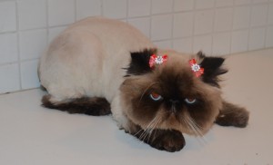 Chi Chi is a Himalayan Breed. Pampered by Kylies Cat Grooming Services Also All Size Dogs
