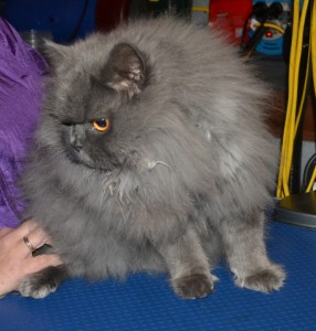 Henry is a British Long Hair. he had his full matted groom which involves, Fur clipping, nail clipping, wash n blow-dry and his ear and eyes cleaned. Pampered by Kylies Cat Grooming Services Also All Size Dogs.