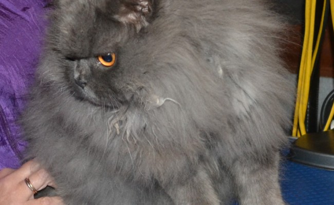 Henry is a British Long Hair. he had his full matted groom which involves, Fur clipping, nail clipping, wash n blow-dry and his ear and eyes cleaned.  Pampered by Kylies Cat Grooming Services Also All Size Dogs.