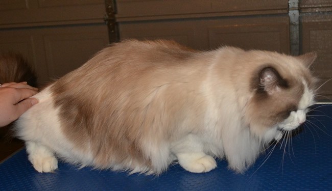 Lovely is a Ragdoll breed. She had her matted fur shave, nails clipped, full set of Glitter pink Softpaw nail Caps, flea wash n blow-dry, 1 month flea applicator and ears cleaned.  Pampered by Kylies Cat Grooming Services Also All Size Dogs
