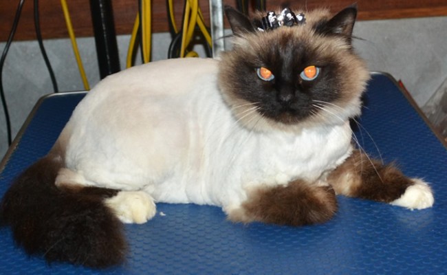Kandi is a Birman. She came in today for her full groom. Pampered by Kylies Cat Grooming Services Also All Size Dogs.