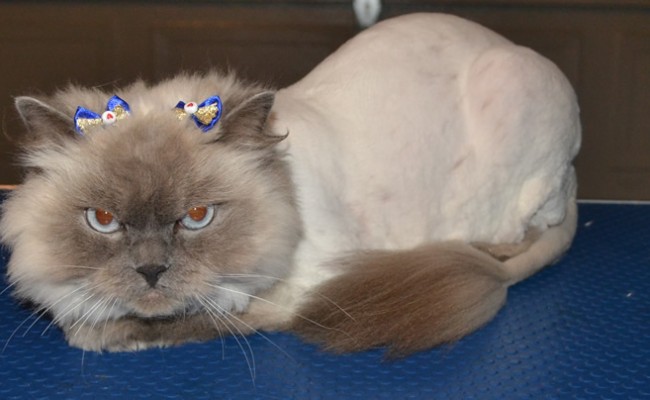 Zara is a Himalayan Ragdoll. She came in for her matted fur clip, ears cleaned and nails clipped. Pampered by Kylies Cat Grooming Services Also All Size Dogs.