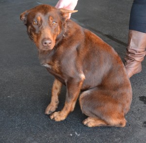 After - Coco is a Kelpie, who has been washed and blow dried. Pampered by Kylies Cat Grooming services Also All Size Dogs.