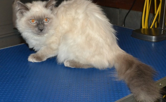 Before – Minx the 5 mth old Ragdoll came in tonight for his fur raked, nails clipped, some Glitter Blue kitten Softpaw Nail Caps and a wash n blow-dry. Pampered by Kylies Cat Grooming Services Also All Size Dogs.