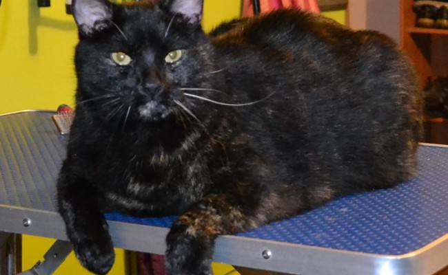 After – Tiga the Short hair Tortoise Shell who had fur raking, nails clipped, ear cleaning and wash n blowdry. Pampered by Kylies Cat Grooming services Also All Size Dogs.