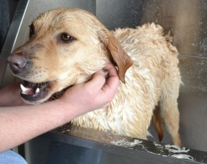 Marley is a Labrador. Pampered by Kylies Cat Grooming services Also All Size Dogs.