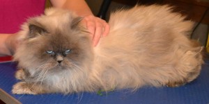 Before - Toby is a Persian. He had his full groom and is feeling and looking much much better. At the end of it all he was purring. I think deep down he really appreciated it. The client was also over the moon. Pampered by Kylies Cat Grooming Services Also All Size Dogs.