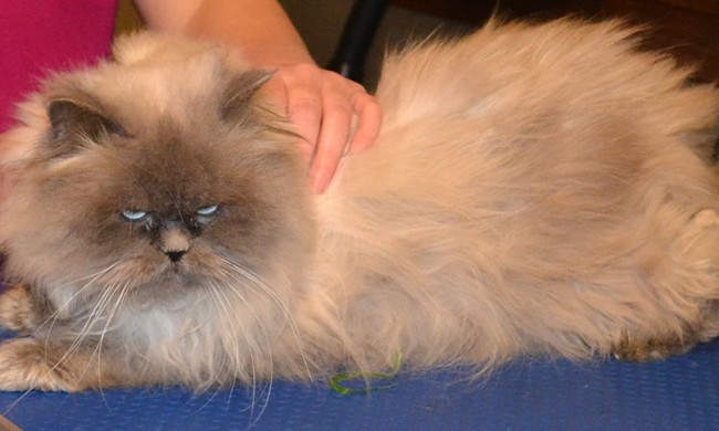 Before – Toby is a Persian. He had his full groom and is feeling and looking much much better. At the end of it all he was purring. I think deep down he really appreciated it. The client was also over the moon. Pampered by Kylies Cat Grooming Services Also All Size Dogs.
