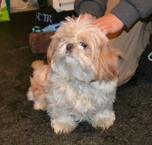 itty is a Shih Tzu x breed. Wearing Hot Pink Softpaw Nail Caps. Pampered by Kylies Cat Grooming Services Also All Size Dogs.