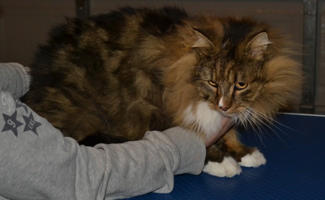 Lucky is a Mainecoon who came in to have his matted fur clipped off and nails clipped as well. Pampered by Kylies Cat Grooming Services Also All Size Dogs.