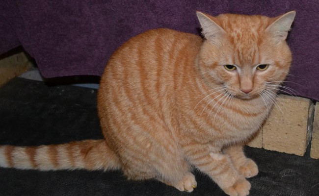 After – Kaya is a Short Hair Domestic Breed. he came in for a Wash n Blowdry and nails trimmed. Pampered by Kylies Cat Grooming Services Also All Size Dogs