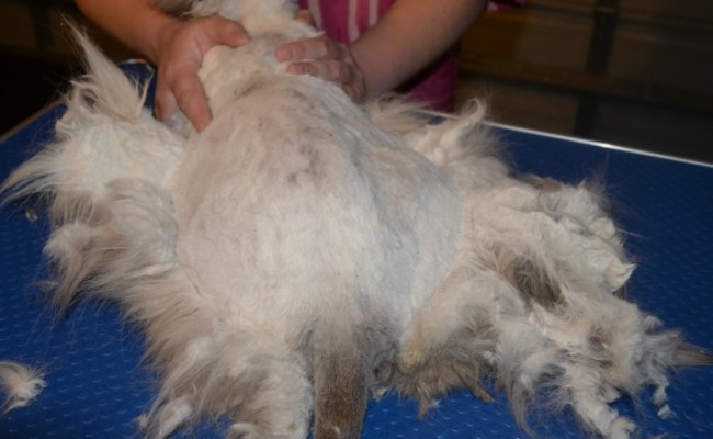 Matting – Toby is a Persian. He had his full groom and is feeling and looking much much better. At the end of it all he was purring. I think deep down he really appreciated it. The client was also over the moon. Pampered by Kylies Cat Grooming Services Also All Size Dogs.
