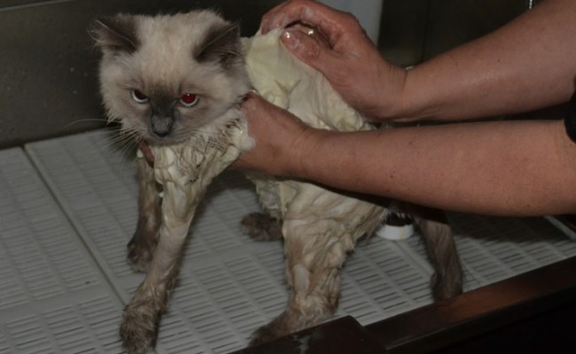 Minx the 5 mth old Ragdoll came in tonight for his fur raked, nails clipped, some Glitter Blue kitten Softpaw Nail Caps and a wash n blow-dry. Pampered by Kylies Cat Grooming Services Also All Size Dogs.
