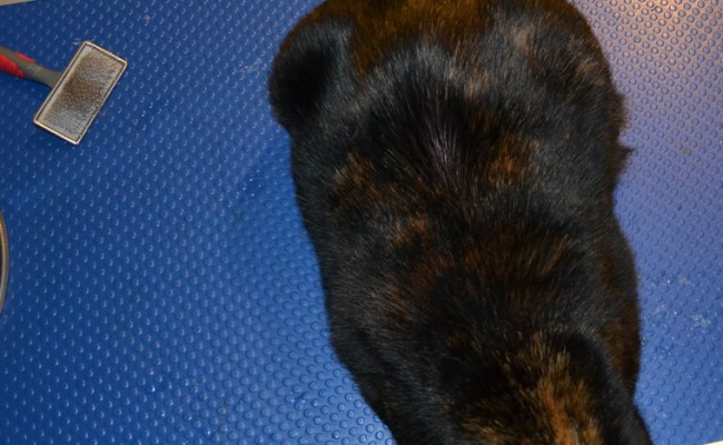 After – Tiga the Short hair Tortoise Shell who had fur raking, nails clipped, ear cleaning and wash n blowdry. Pampered by Kylies Cat Grooming services Also All Size Dogs.