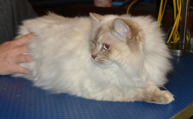 Alaska is a Ragdoll. She came in for her matted groom, nails clipped and wash n blowdry. Pampered by Kylies Cat Grooming Services Also All Size Dogs