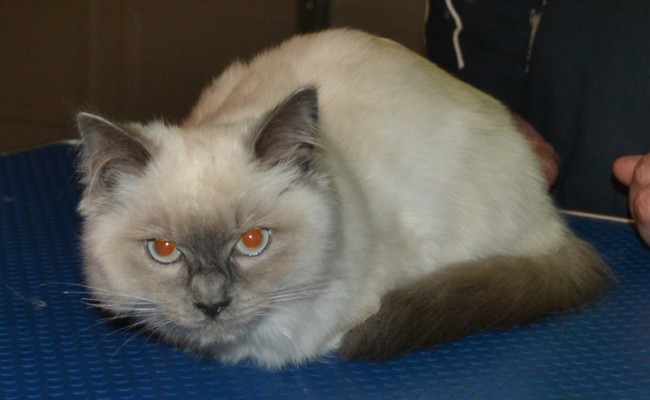 After – Minx the 5 mth old Ragdoll came in tonight for his fur raked, nails clipped, some Glitter Blue kitten Softpaw Nail Caps and a wash n blow-dry. Pampered by Kylies Cat Grooming Services Also All Size Dogs.