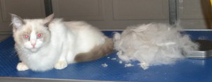 After - Voltaire is a 4 month old Ragdoll who had his fur raked, nails clipped, ears and eyes cleaned and the hair around his bottom and feet pads clipped. Pampered by Kylies Cat Grooming Services Also All Size Dogs.