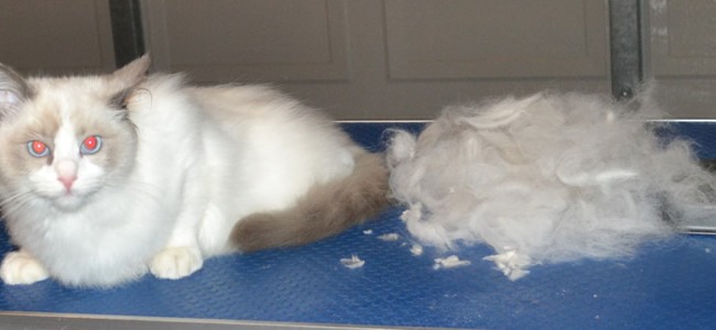 After – Voltaire is a 4 month old Ragdoll who had his fur raked, nails clipped, ears and eyes cleaned and the hair around his bottom and feet pads clipped. Pampered by Kylies Cat Grooming Services Also All Size Dogs.
