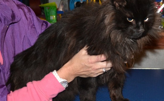 Peyton is a Long hair Domestic who had his matted fur shave and nails clipped. Pampered by Kylies Cat Grooming Services Also All Size Dogs.