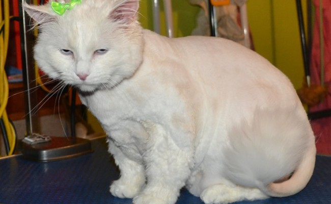 Roxy is a Medium Hair Domestic with a thick coat. She had a shave, her nails clipped and Glitter Purple Softpaw nail Caps. Pampered by Kylies Cat Grooming Services Also All Size Dogs.