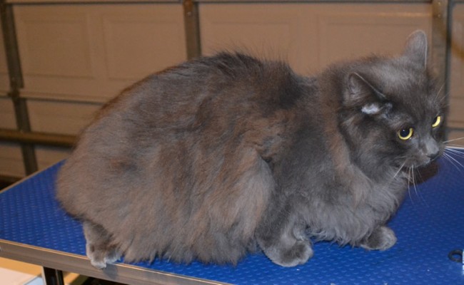 Cha Cha is a Russian Blue x Perisan. Pampered by Kylies Cat Grooming Services Also All Size Dogs.