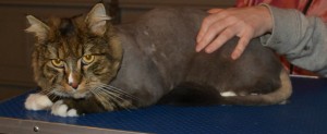 Lucky is a Mainecoon who came in to have his matted fur clipped off and nails clipped as well. Pampered by Kylies Cat Grooming Services Also All Size Dogs.